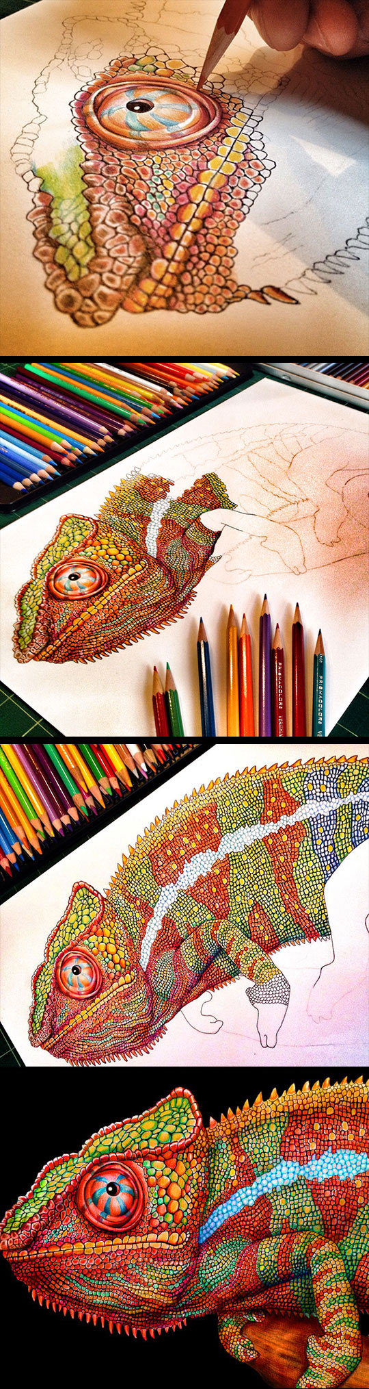 The Most Detailed Drawing Of A Chameleon