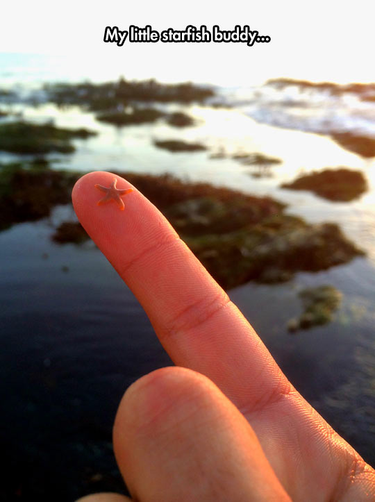 A Tiny Starfish