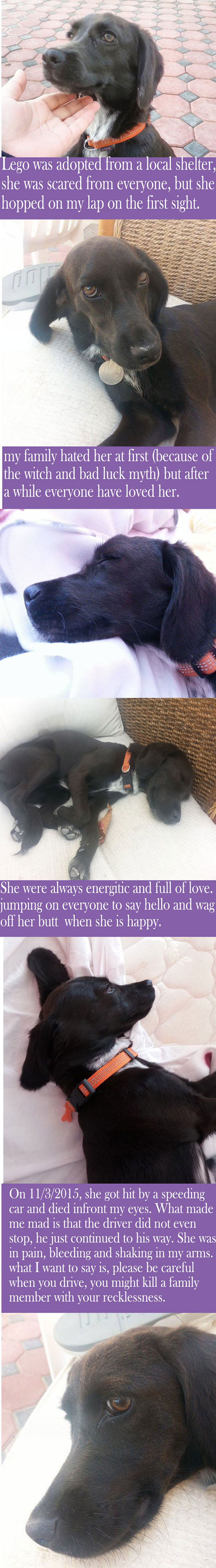 cute-dog-story-hit-run