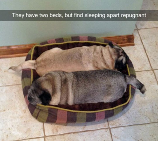 cute-dogs-sleeping-together-bed