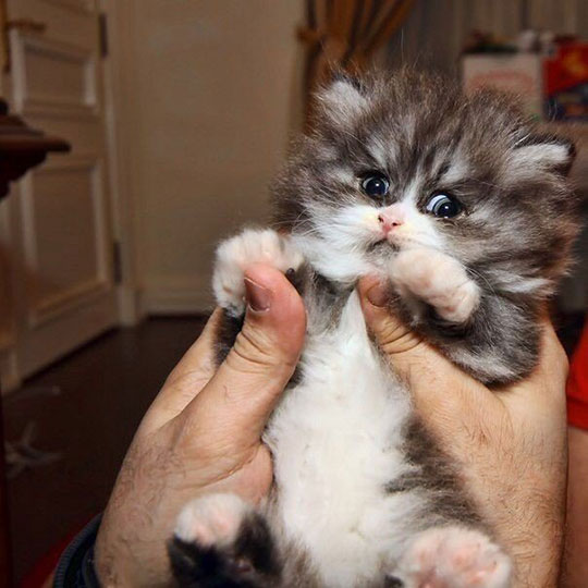 cute-little-kitty-furry-funny