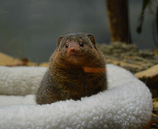 cute-mongoose-animal-zoo