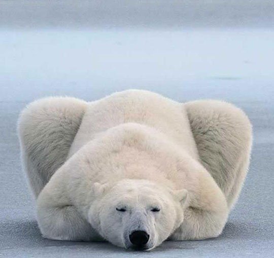 Polar Bear Lying Down Like A Cat