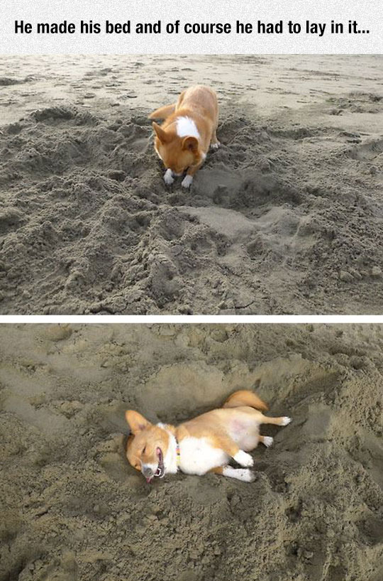 cute-puppy-laying-sand-beach