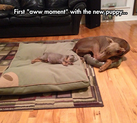 cute-puppy-sleeping-big-bed-dog