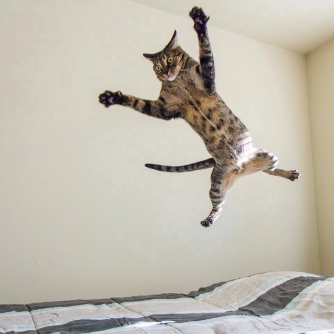 flying-cat3