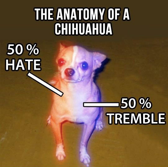 funny-Chihuahua-dog-percentage-colors