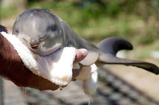funny-baby-dolphin-cute-wet-towel