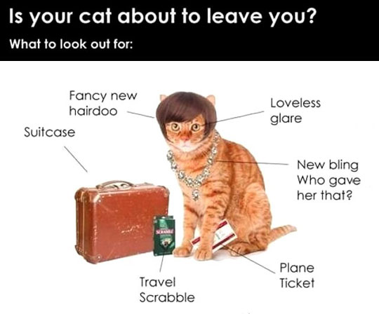 Is Your Cat Getting Ready To Leave You?