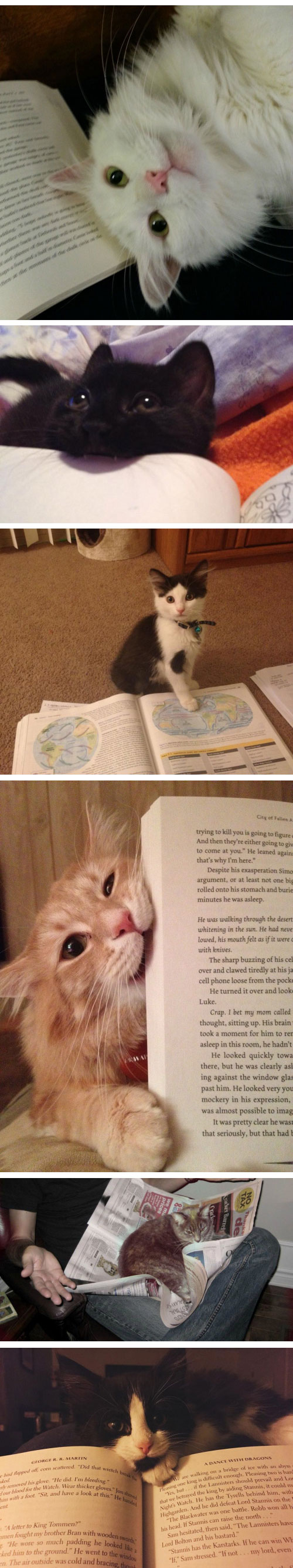funny-cats-bothering-owner-reading