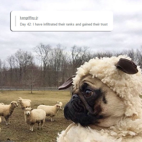 funny-dog-disguised-sheep-farm