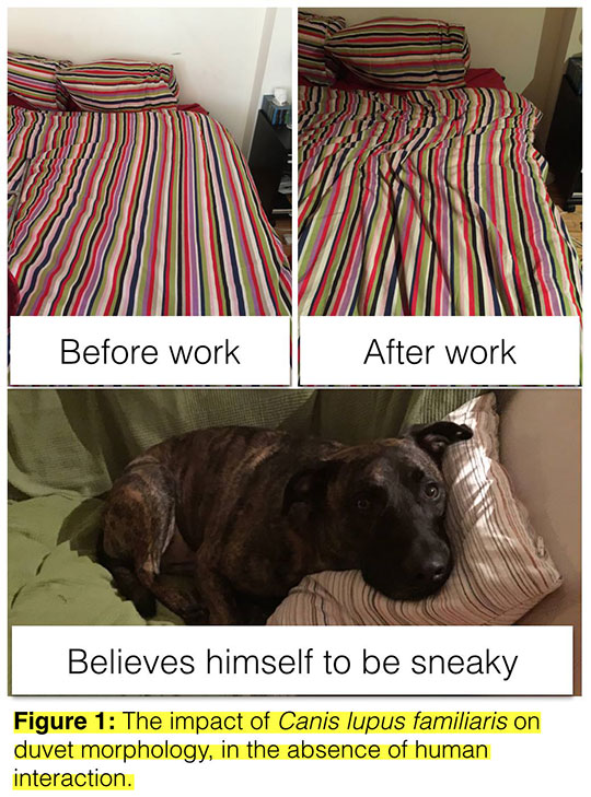 funny-dog-sleeping-bed-cover