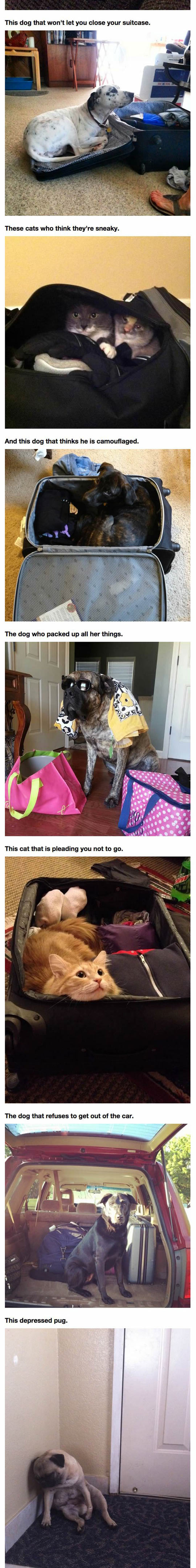 funny-dogs-vacation-travel-clothes-suitcase-cat