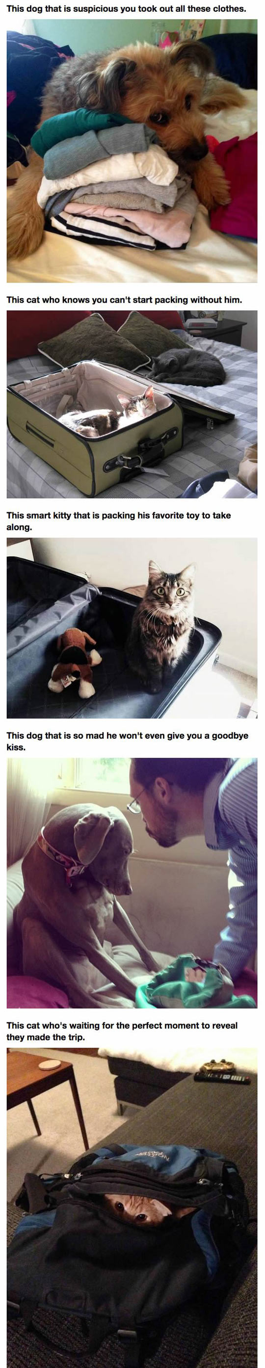funny-dogs-vacation-travel-clothes-suitcase