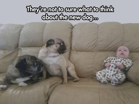 funny-dogs-worried-baby-couch