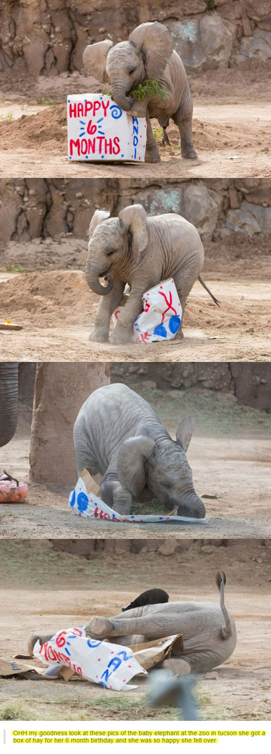 funny-elephant-box-birthday-present