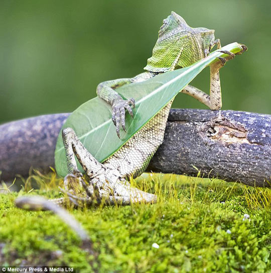 funny-forest-dragon-lizard-leaf