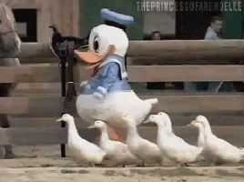 funny-gif-Donald-ducks-walking