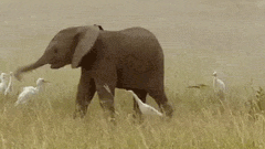 Baby Elephant Shows A Group Of Egrets How To Party