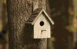 What Happens Inside A Bird House