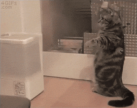 Cat Fights Humidifier