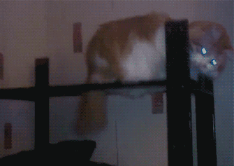 funny-gif-cat-hat-throw