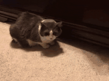 funny-gif-cat-hidden-paw-stealing
