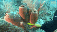 Filter Feeding Sponges Underwater