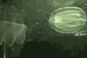 funny-gif-comb-jellyfish-feeding