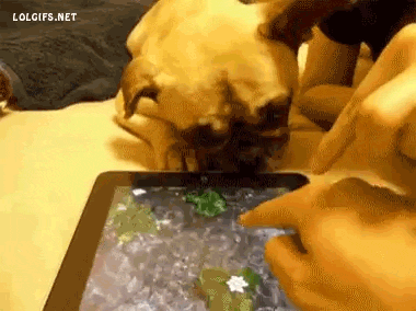 funny-gif-dog-drinking-water-iPad