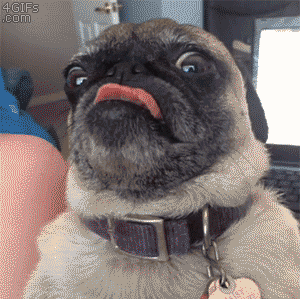 This Pug Is Reconsidering His Life