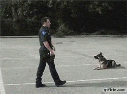 funny-gif-police-dog-get-inside-car