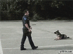 Police Dog Gets Into Police Car