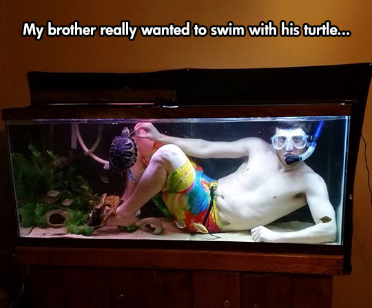 funny-guy-aquarium-turtle-swimming