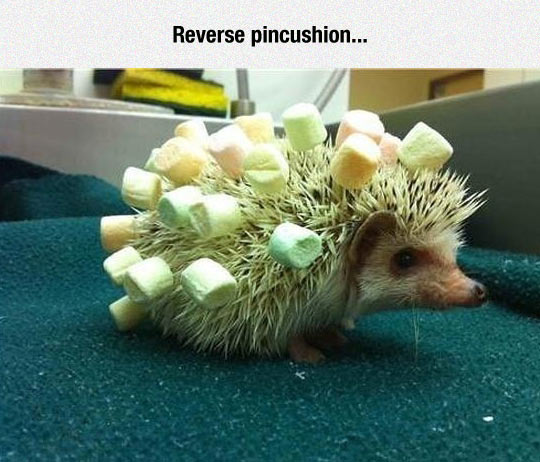 funny-hedgehog-peaks-marshmallows
