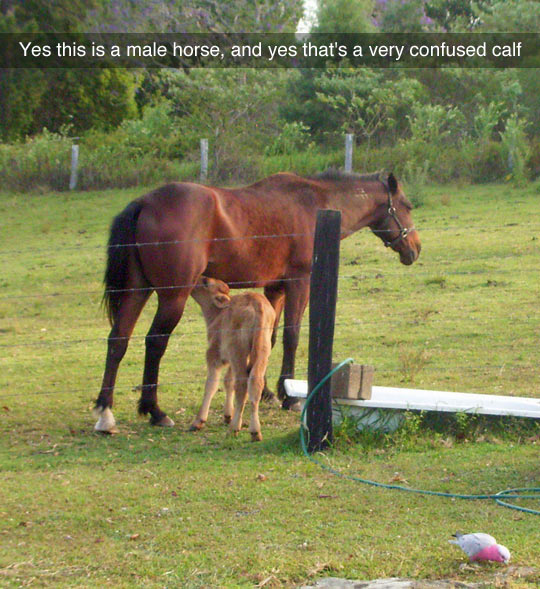 funny-horse-baby-cow-milking