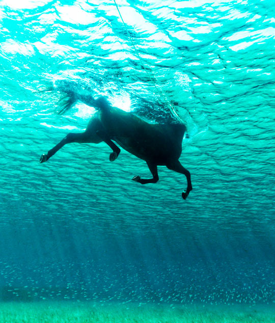 funny-horse-sea-swimming-deep