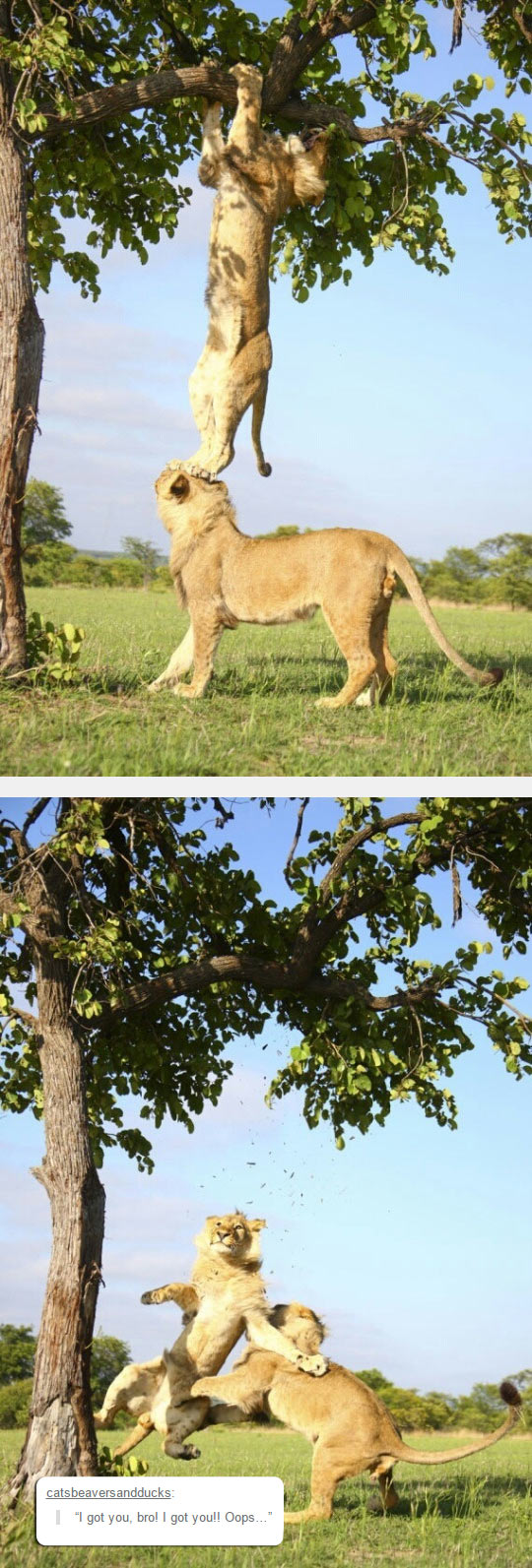 funny-lion-tree-scaling-helping-fell