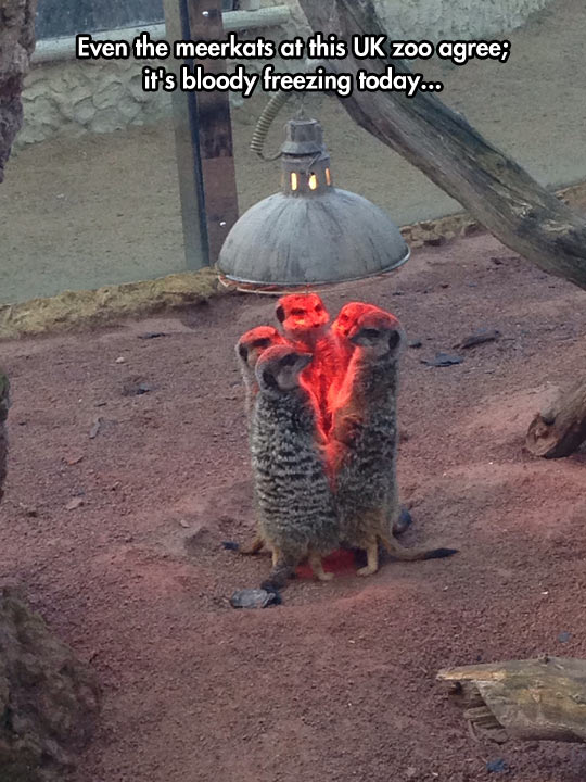 funny-meerkats-zoo-cold-light-red