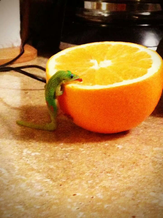 funny-orange-Gecko-eating-kitchen