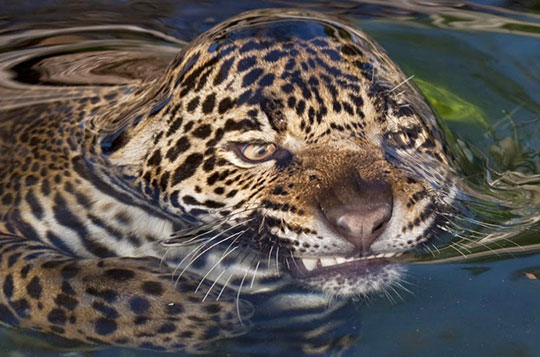Surface Tension Tiger