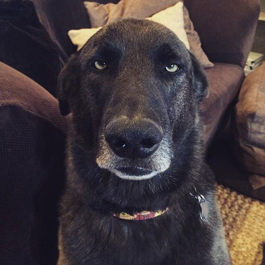 This Dog Cannot Believe Your Face