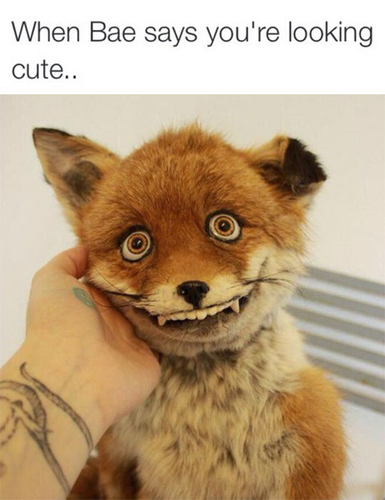 ugly stuffed fox