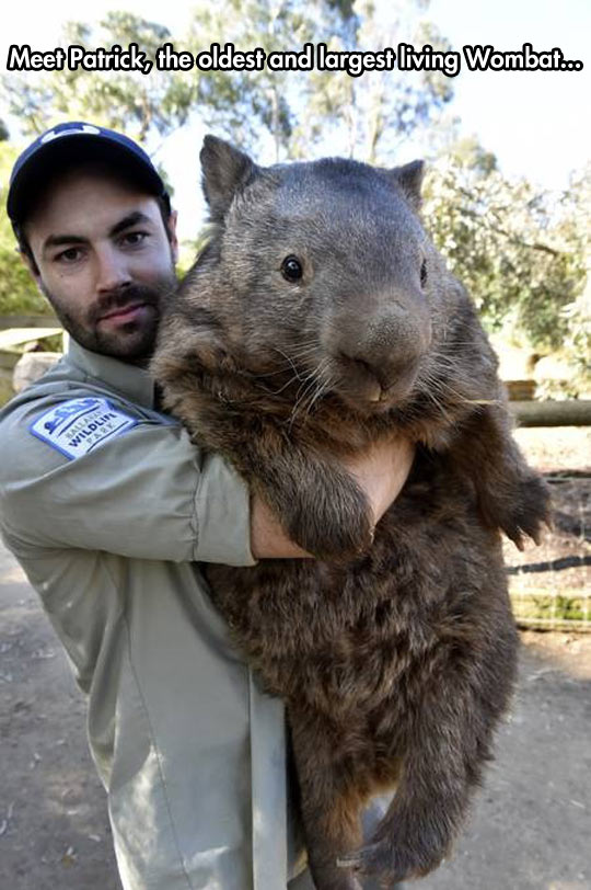 funny-wombat-oldest-largest-zookeeper
