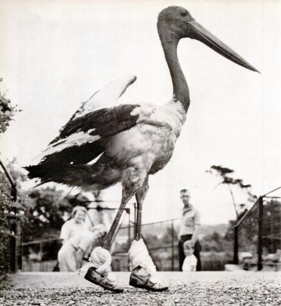 Crazy-Animals-from-Past-1