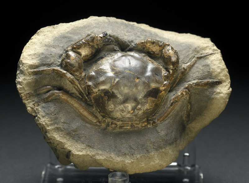 Fossilized Crab