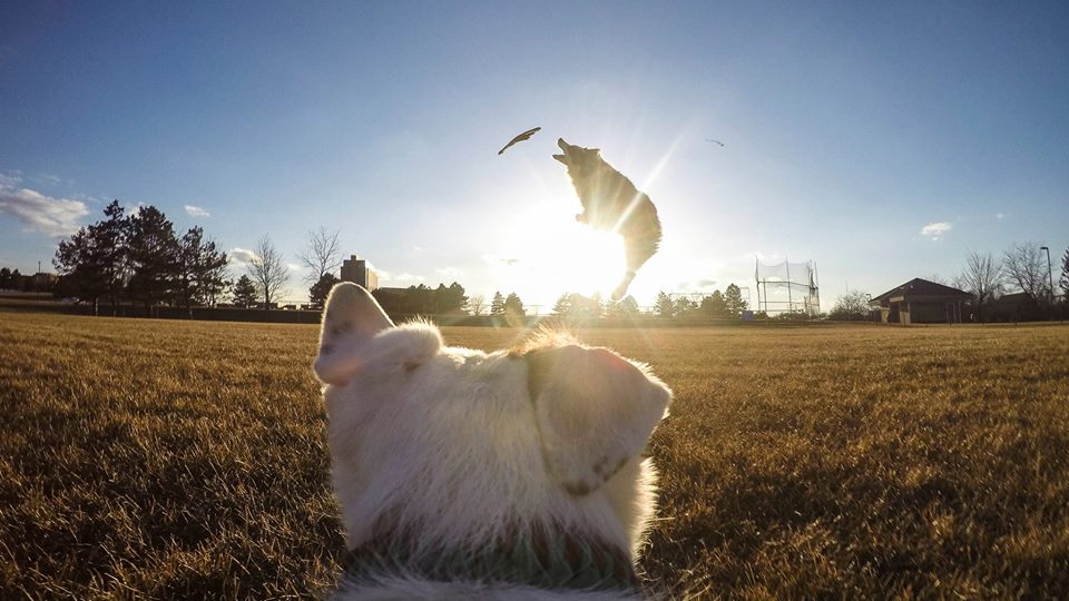 I strapped a GoPro to my friend's dog and he took this.