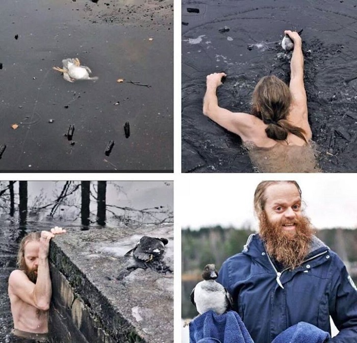 Man breaks through ice to save a trapped duck.