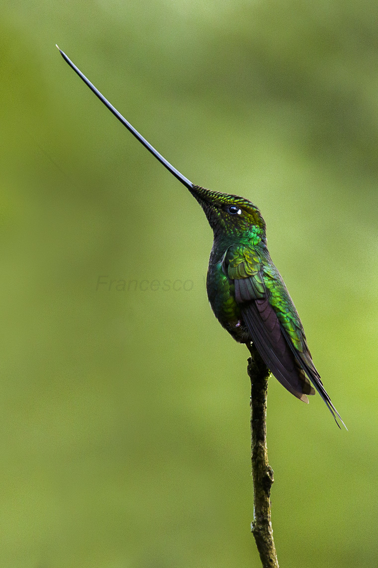 The Sword-billed Hummingbird is the only bird with a bill longer than its body