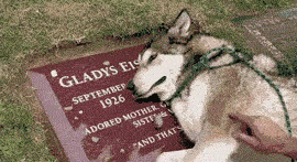 Dog Is Taken To The Grave Of His Owner